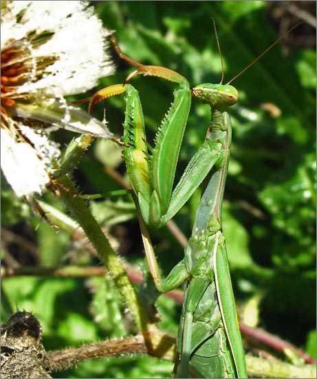 sm 091022 Ellis 50 praying mantis.jpg - This Praying Mantis wasn't visible until he moved when I accidentally got within a few inches to take a flower picture.